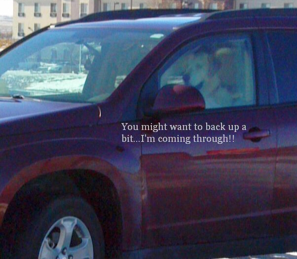 A dog driving a car in Kansas!