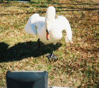 outside_swan_maddest_400.jpg