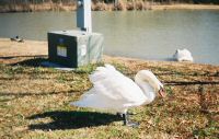 outside_swans_400.jpg